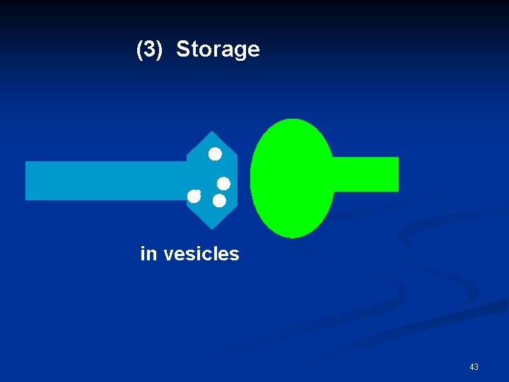 (3) Storage in vesicles 43 