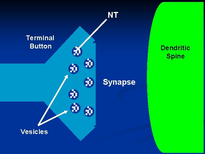 NT Terminal Button Dendritic Spine Synapse Vesicles 44 