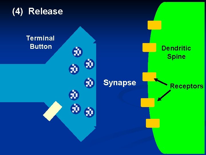 (4) Release Terminal Button Dendritic Spine Synapse Receptors 45 