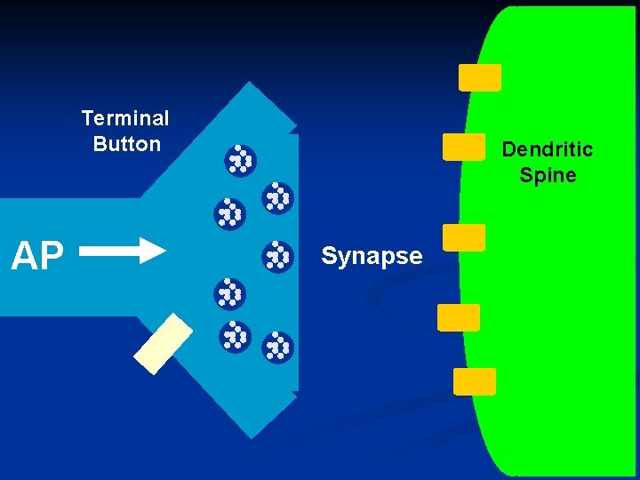 Terminal Button AP Dendritic Spine Synapse 46 