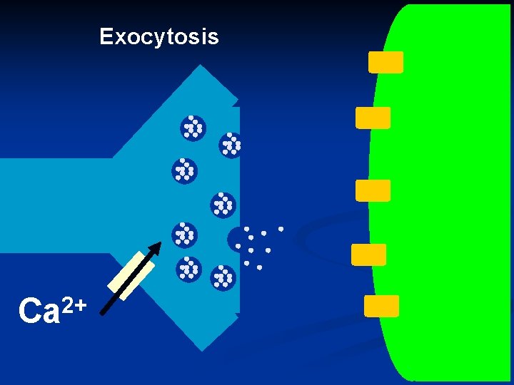 Exocytosis 2+ Ca 47 