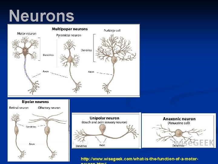 Neurons http: //www. wisegeek. com/what-is-the-function-of-a-motor- 