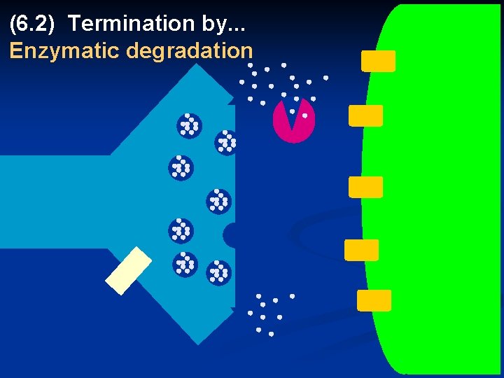 (6. 2) Termination by. . . Enzymatic degradation 51 