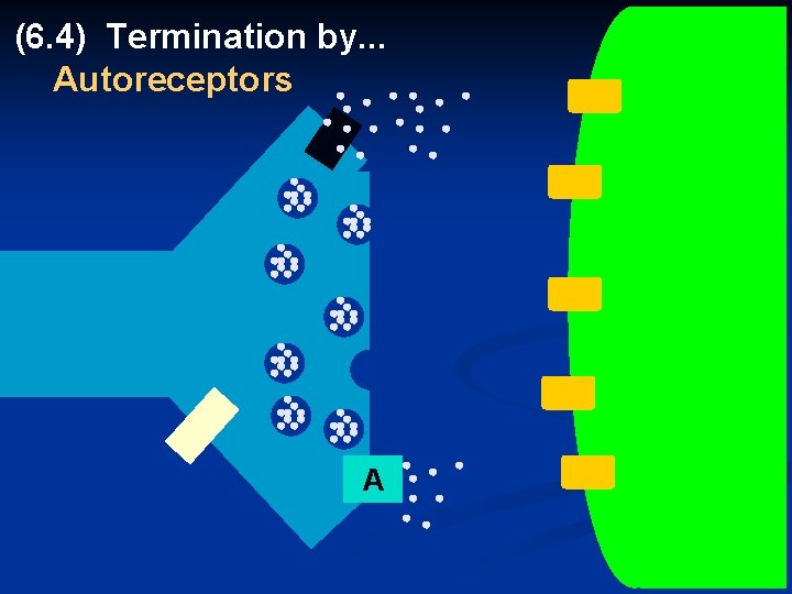 (6. 4) Termination by. . . Autoreceptors A 53 