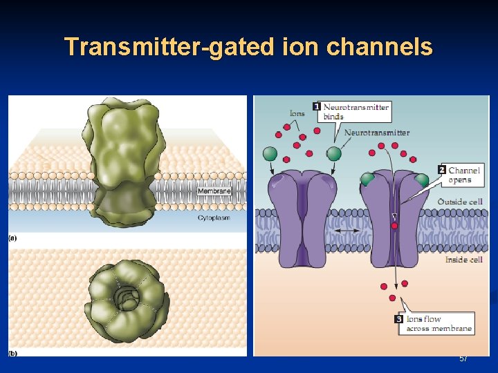 Transmitter-gated ion channels 57 