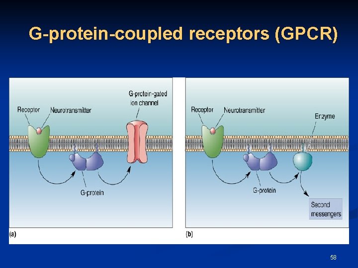 G-protein-coupled receptors (GPCR) 58 