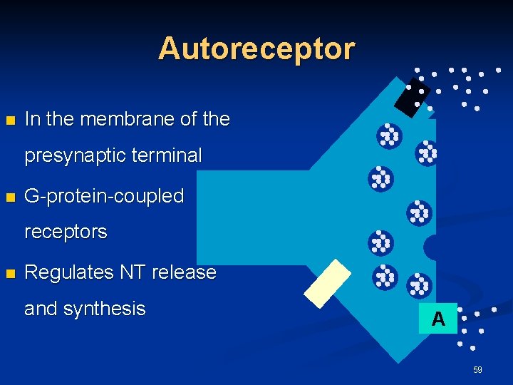 Autoreceptor n In the membrane of the presynaptic terminal n G-protein-coupled receptors n Regulates