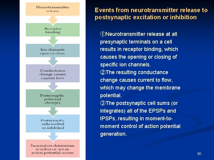 Events from neurotransmitter release to postsynaptic excitation or inhibition ①Neurotransmitter release at all presynaptic