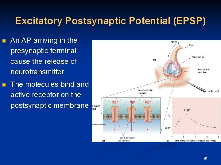 Excitatory Postsynaptic Potential (EPSP) n An AP arriving in the presynaptic terminal cause the