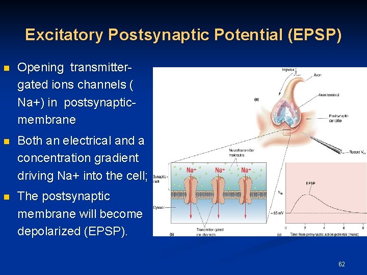 Excitatory Postsynaptic Potential (EPSP) n Opening transmittergated ions channels ( Na+) in postsynapticmembrane n