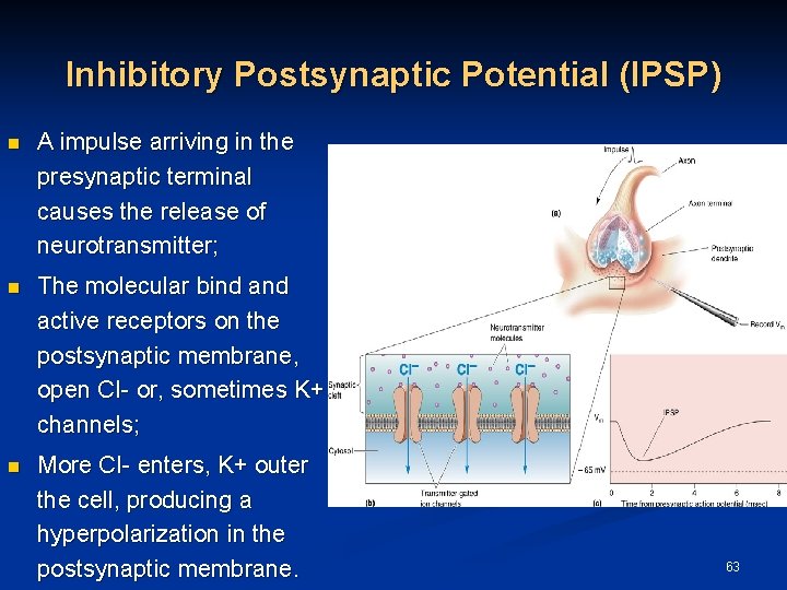 Inhibitory Postsynaptic Potential (IPSP) n A impulse arriving in the presynaptic terminal causes the