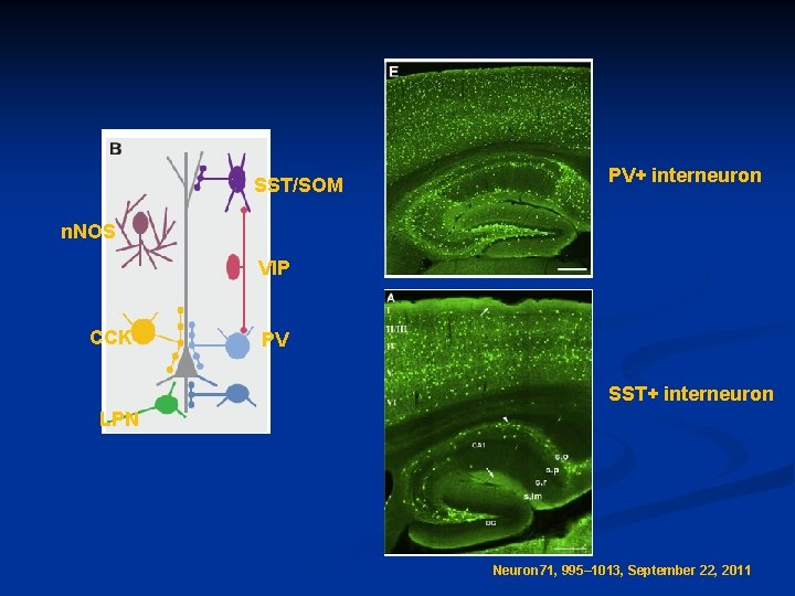 SST/SOM PV+ interneuron n. NOS VIP CCK PV SST+ interneuron LPN Neuron 71, 995–