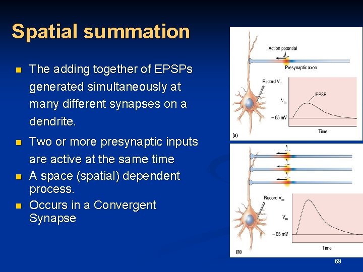Spatial summation n The adding together of EPSPs generated simultaneously at many different synapses
