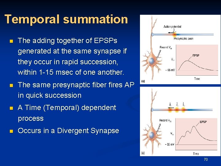 Temporal summation n The adding together of EPSPs generated at the same synapse if