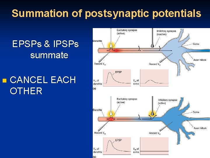 Summation of postsynaptic potentials EPSPs & IPSPs summate n CANCEL EACH OTHER 71 