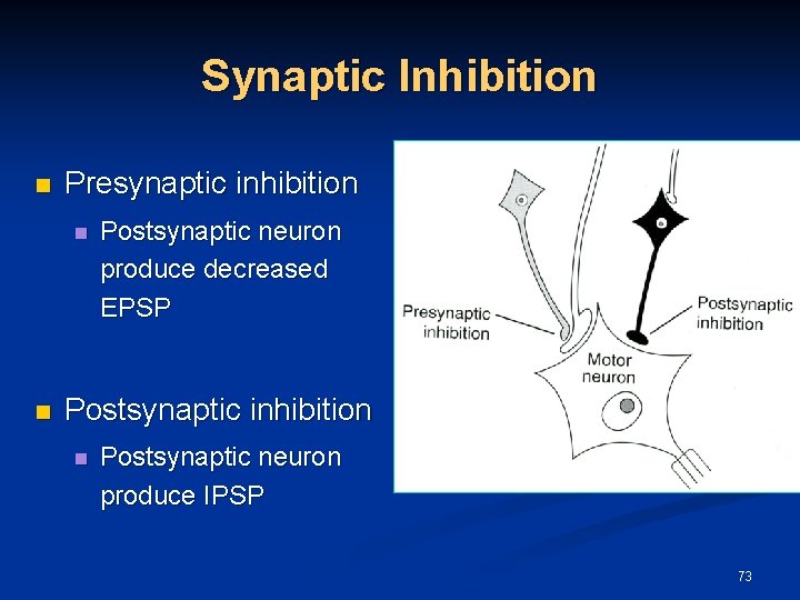 Synaptic Inhibition n Presynaptic inhibition n n Postsynaptic neuron produce decreased EPSP Postsynaptic inhibition