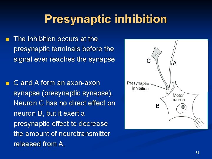 Presynaptic inhibition n n The inhibition occurs at the presynaptic terminals before the signal