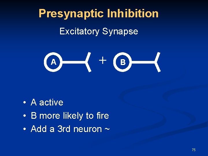 Presynaptic Inhibition Excitatory Synapse A + B • A active • B more likely