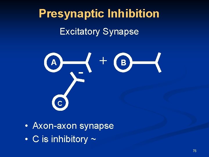 Presynaptic Inhibition Excitatory Synapse A - + B C • Axon-axon synapse • C