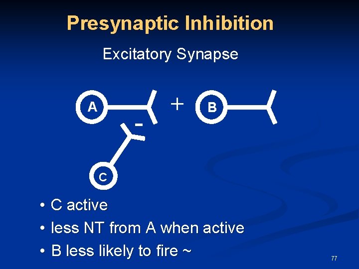 Presynaptic Inhibition Excitatory Synapse A - + B C • • • C active