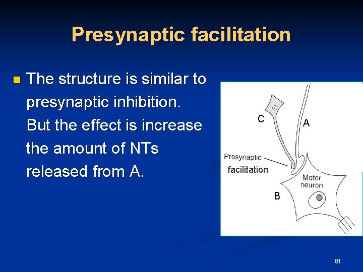 Presynaptic facilitation n The structure is similar to presynaptic inhibition. But the effect is