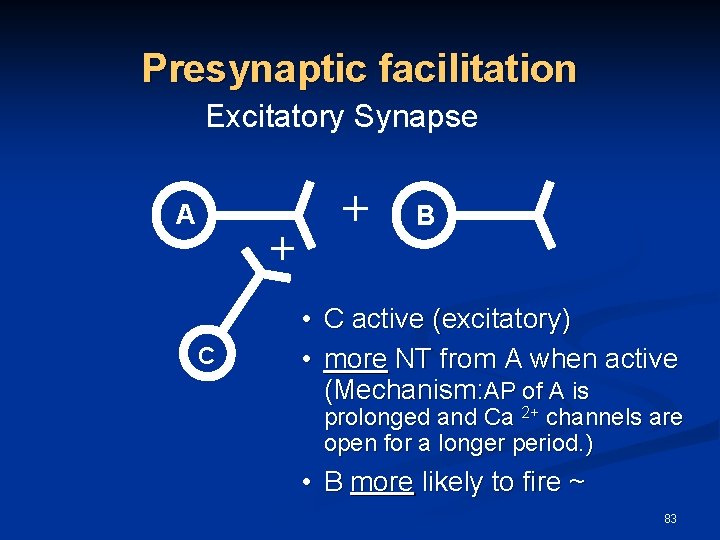 Presynaptic facilitation Excitatory Synapse A + C + B • C active (excitatory) •
