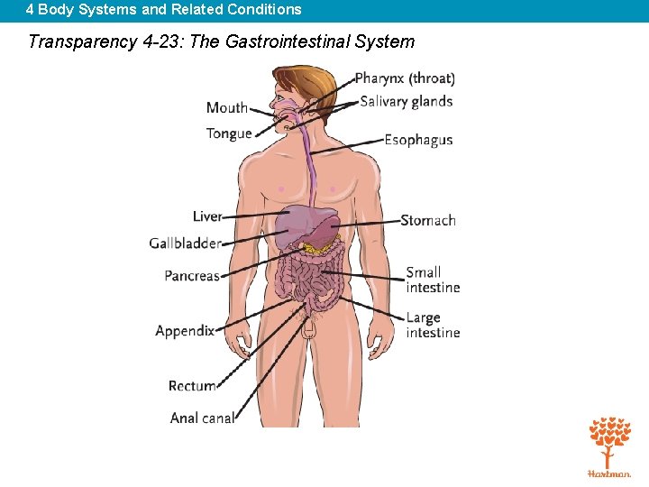 4 Body Systems and Related Conditions Transparency 4 -23: The Gastrointestinal System 
