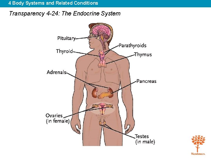 4 Body Systems and Related Conditions Transparency 4 -24: The Endocrine System 
