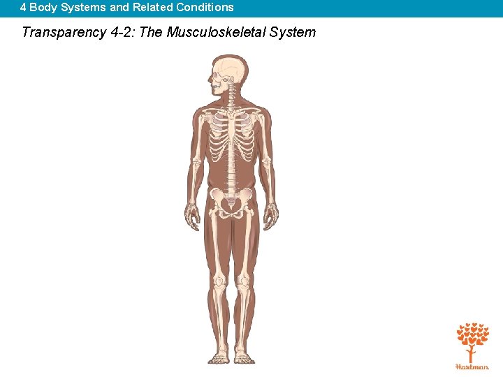 4 Body Systems and Related Conditions Transparency 4 -2: The Musculoskeletal System 