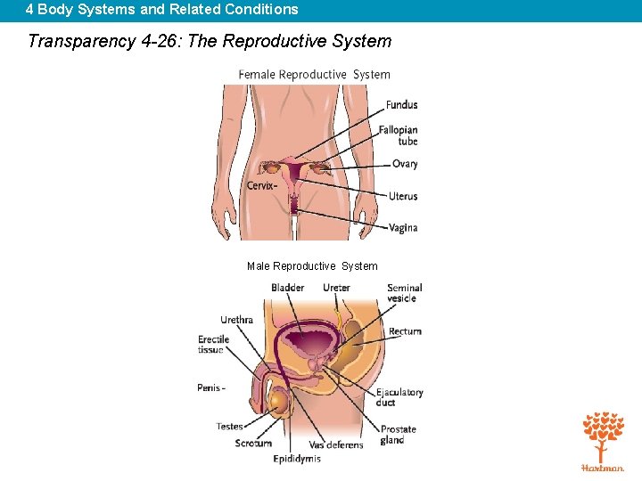4 Body Systems and Related Conditions Transparency 4 -26: The Reproductive System Male Reproductive