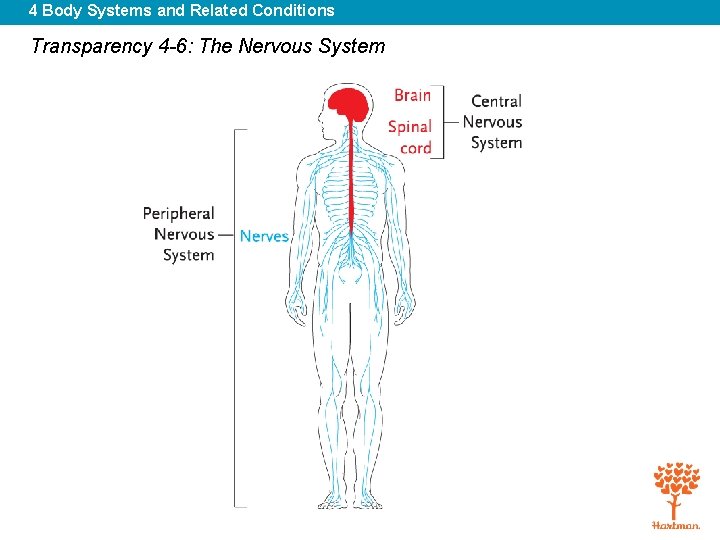 4 Body Systems and Related Conditions Transparency 4 -6: The Nervous System 