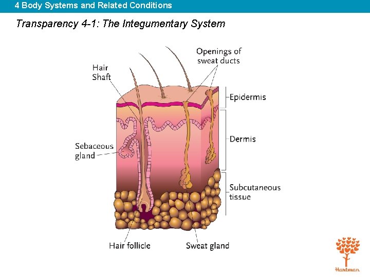 4 Body Systems and Related Conditions Transparency 4 -1: The Integumentary System 