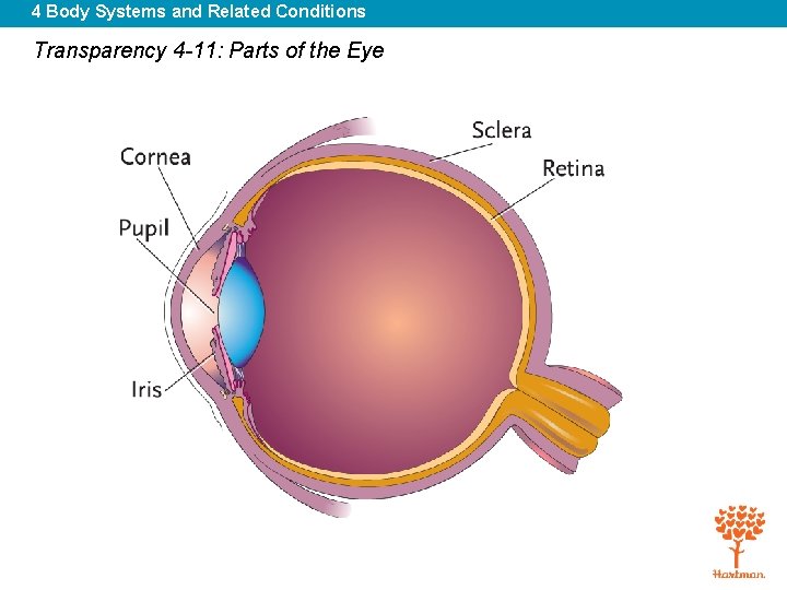 4 Body Systems and Related Conditions Transparency 4 -11: Parts of the Eye 