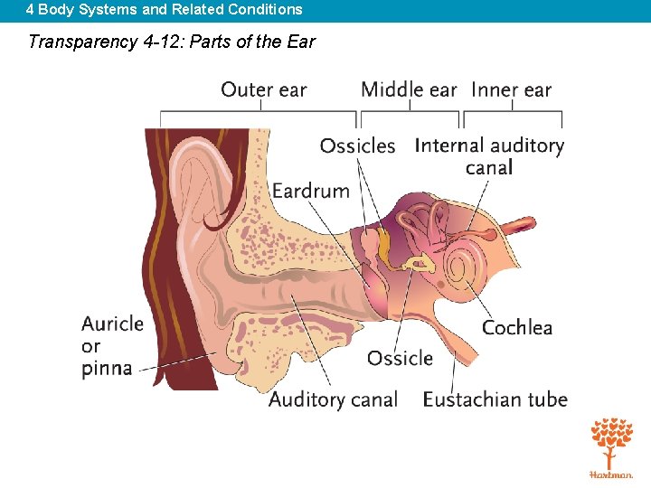 4 Body Systems and Related Conditions Transparency 4 -12: Parts of the Ear 