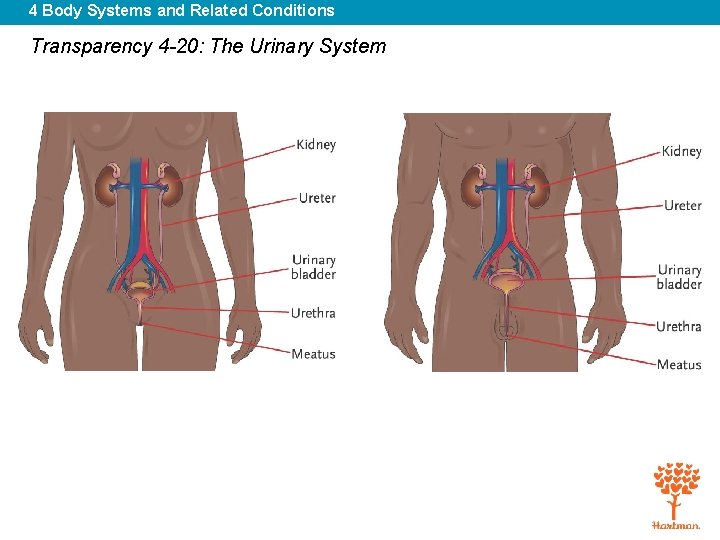 4 Body Systems and Related Conditions Transparency 4 -20: The Urinary System 