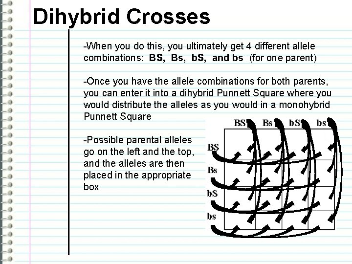 Dihybrid Crosses -When you do this, you ultimately get 4 different allele combinations: BS,