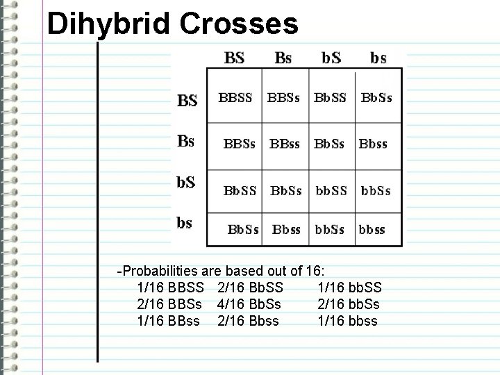 Dihybrid Crosses -Probabilities are based out of 16: 1/16 BBSS 2/16 Bb. SS 1/16