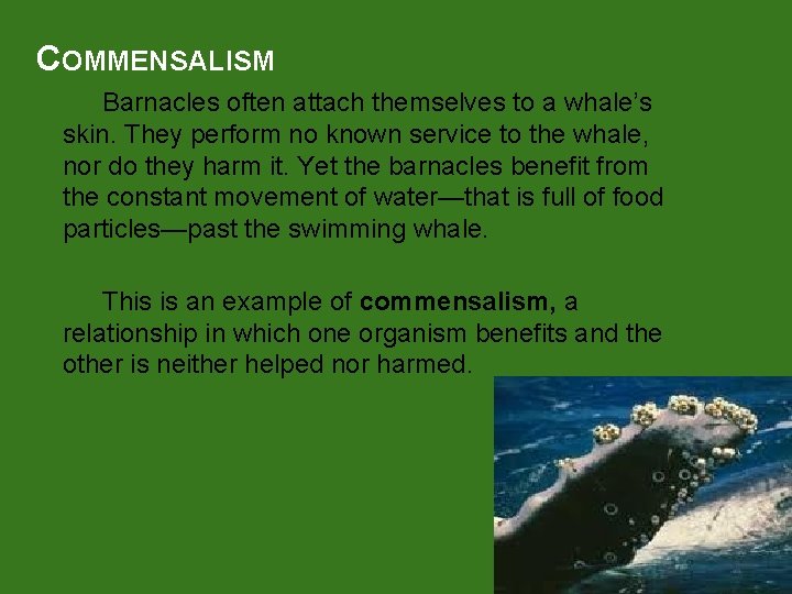 COMMENSALISM Barnacles often attach themselves to a whale’s skin. They perform no known service