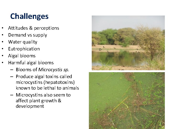 Challenges • • • Attitudes & perceptions Demand vs supply Water quality Eutrophication Algal
