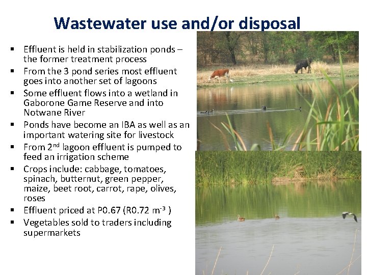 Wastewater use and/or disposal § Effluent is held in stabilization ponds – the former