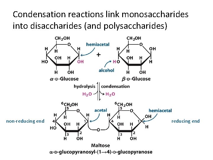 Condensation reactions link monosaccharides into disaccharides (and polysaccharides) non-reducing end 
