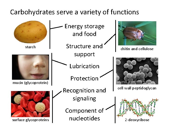 Carbohydrates serve a variety of functions Energy storage and food starch Structure and support