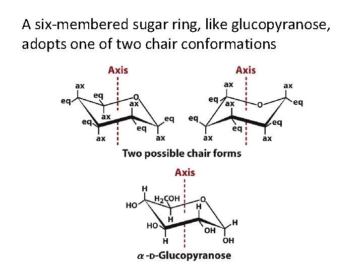 A six-membered sugar ring, like glucopyranose, adopts one of two chair conformations 