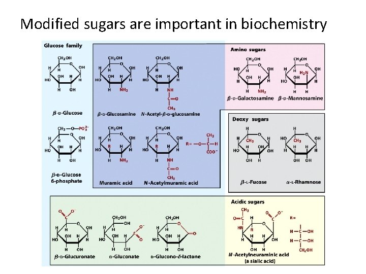 Modified sugars are important in biochemistry 
