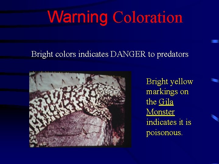 Warning Coloration Bright colors indicates DANGER to predators Bright yellow markings on the Gila