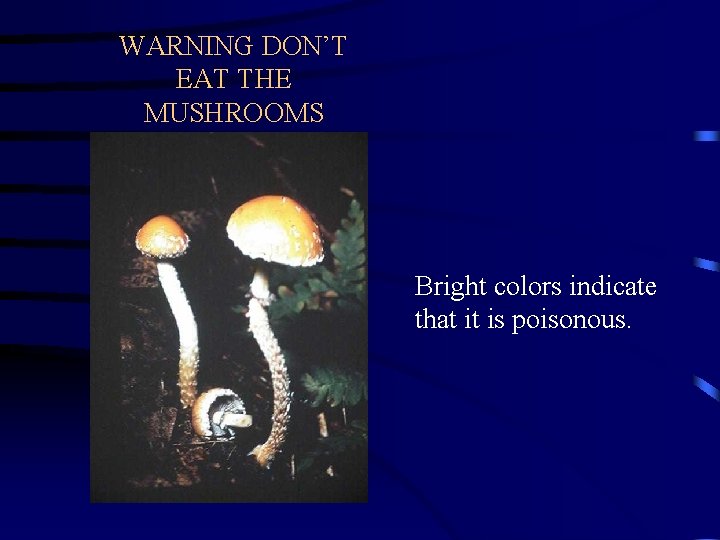 WARNING DON’T EAT THE MUSHROOMS Bright colors indicate that it is poisonous. 