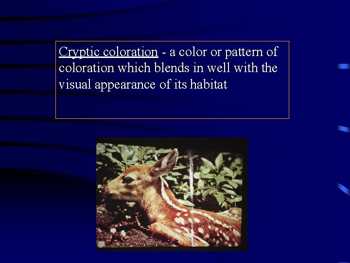 Cryptic coloration - a color or pattern of coloration which blends in well with