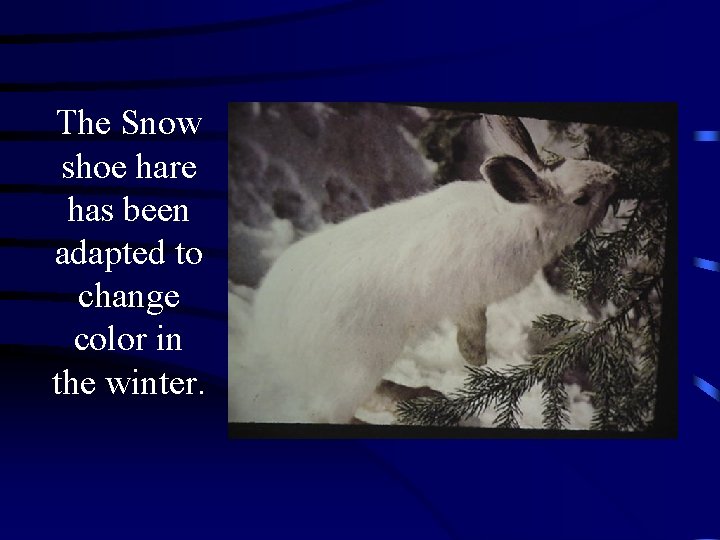 The Snow shoe hare has been adapted to change color in the winter. 