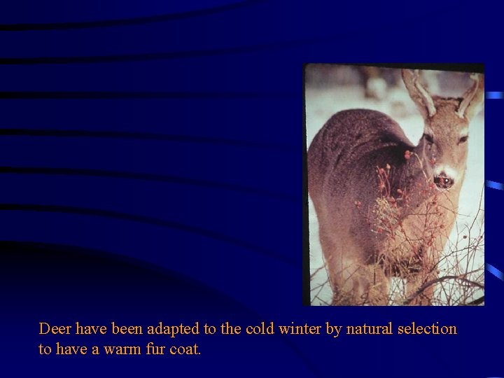 Deer have been adapted to the cold winter by natural selection to have a