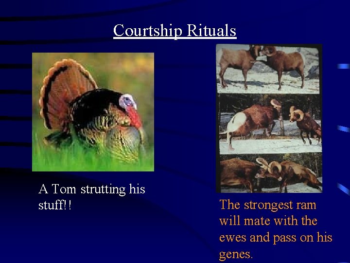 Courtship Rituals A Tom strutting his stuff!! The strongest ram will mate with the